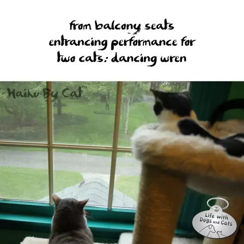 Haiku by Cat: Остерегайтесь восхитительной Эльзы Клэр