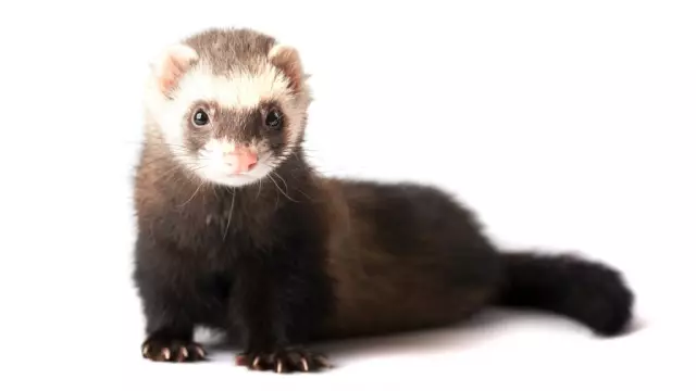 Cat Loves Ferret, а Ferret Loves Cat. Awwww
