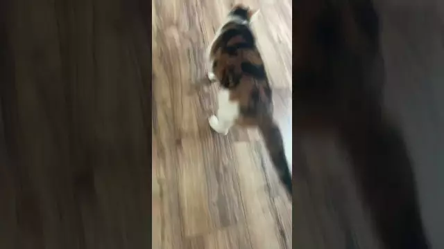 6 Записок с моими кошками