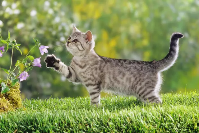 6 Колледжских степеней для кошек