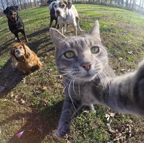 Что такое Catsies? Cat Selfies, и они могут захватить Интернет
