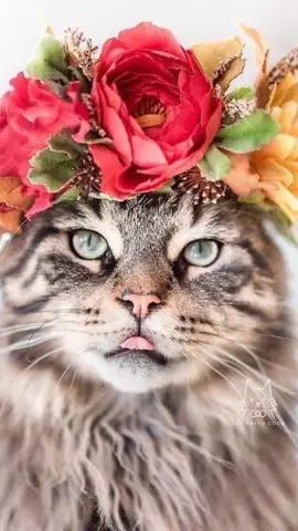 Лучшие кошки и детеныши, которые вы увидите сегодня
