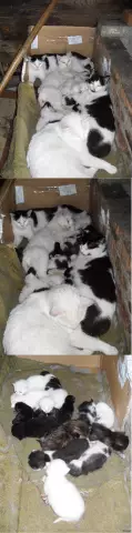 Если бы Коты сделали малый разговор, вот что они скажут