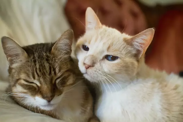 6 Цитаты Cats получат