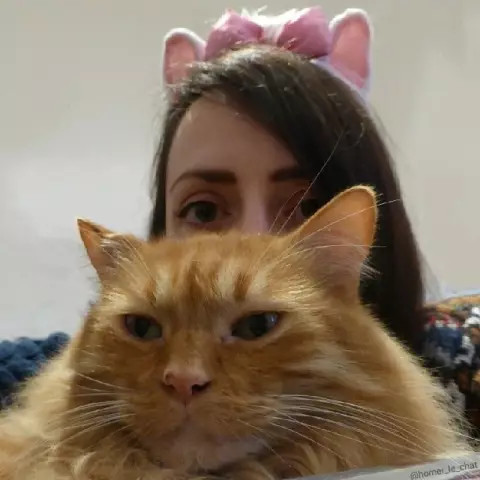 Пятница Fanglish Cat Slang: кухонные счетчики