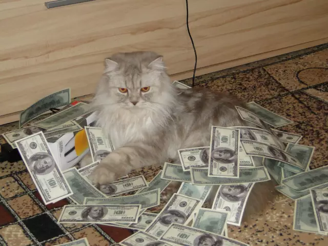 6 кошек, которые хотели бы иметь слово с шеф-поваром