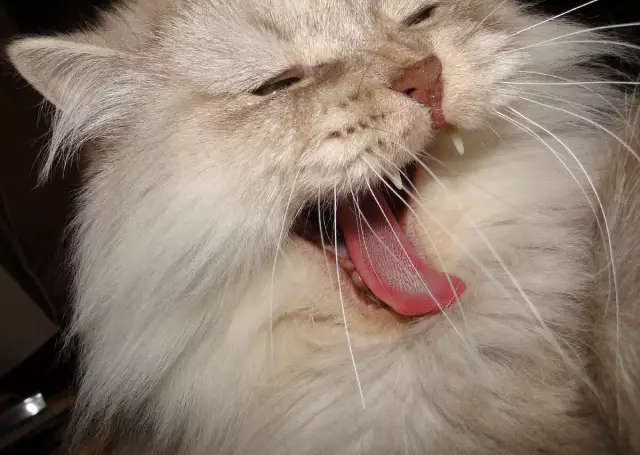 Мой кот одержим: он делает трюки для игрушек с хрустальным шаром