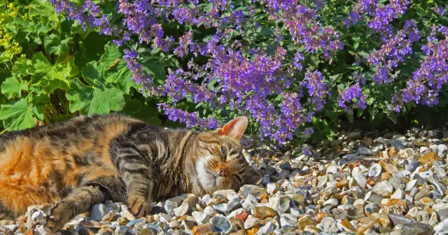 Какой тип пользователя Catnip - ваш кот?