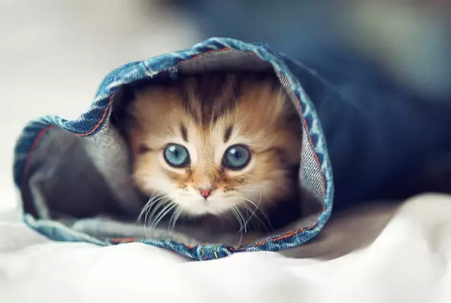 5 реалити-шоу, которые будут лучше с кошками
