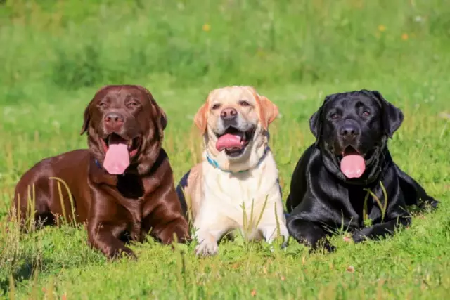 SameDayPups доставляет собак к вашей двери - быстро