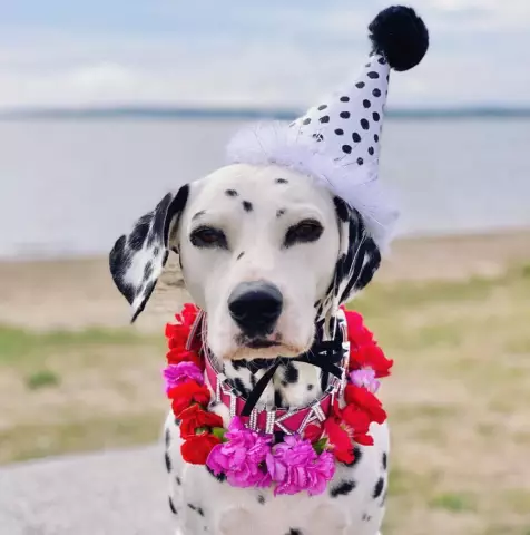 Get Your Pup в нашем конкурсе фотографий костюмов собак на Хэллоуин