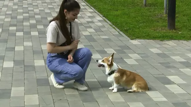 Собаки: 10 способов реагировать, когда люди кладут уши кролика на вас