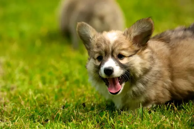 Войдите в Corgasbord: Corgis весь день, каждый день, Via Tumblr