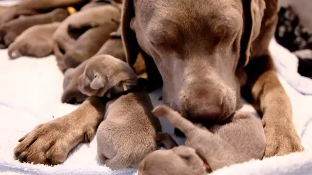 Заезд на помет лабораторий - 24/7 - через щенка