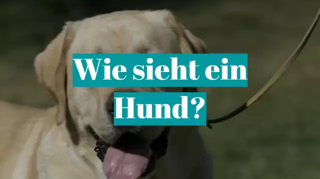 10 Looks Dogs дают нам, когда они смотрят на нас Scoop the Poop