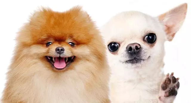 Chihuahua VS. Крошечные дождевые сапоги