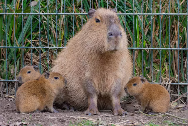 The Cuteness продолжает приходить: Чизкейк Capybara способствует БОЛЬШЕ Щенков
