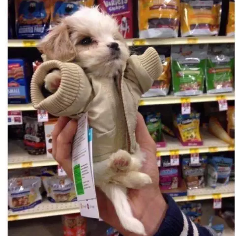 5 собак, которые не уверены, были ли они непослушными или красивыми