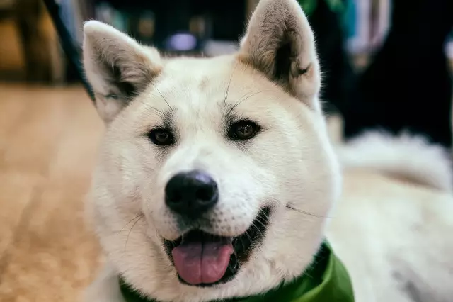 Большая сумочка для больших собак: возьмите свой магазин Akita