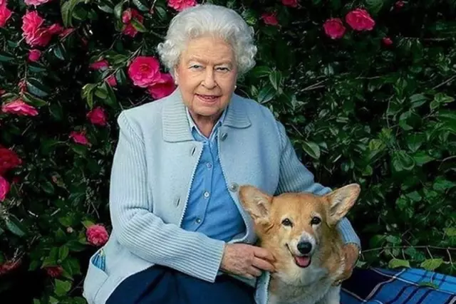 Что такое Cuter Than One Corgi? Два Коргиса