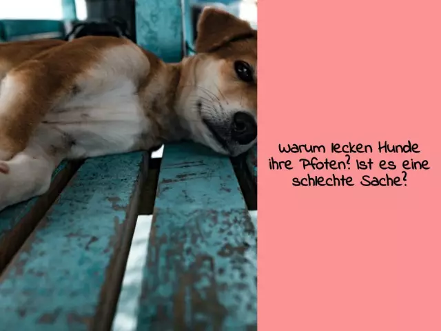 Собаки в колготках: это, по-видимому, вещь