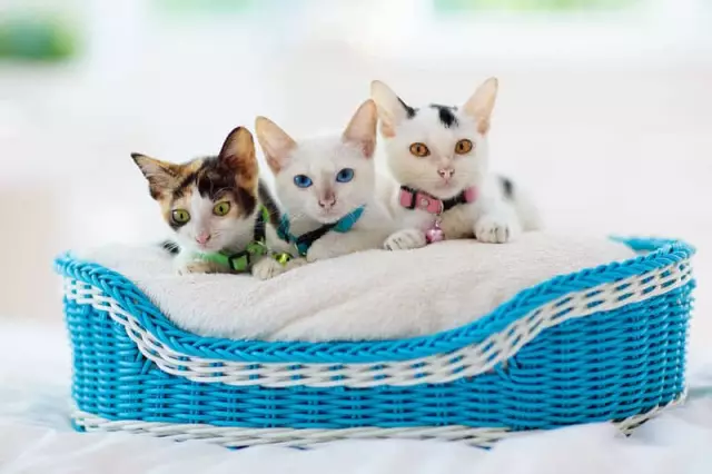 5 ежедневных продуктов для кошек, которые собаки отчаиваются