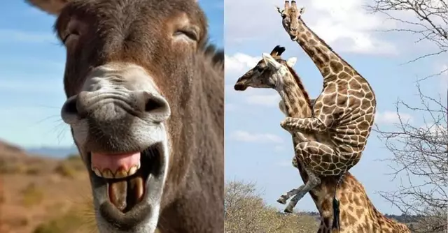 5 Fun Blogs О других животных