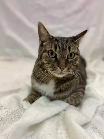 Каковы признаки стресса у кошек?