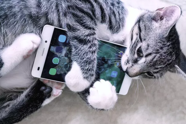 Почему Кошки мешают? Объяснение Cat Kneading, Quirky Cat Behavior