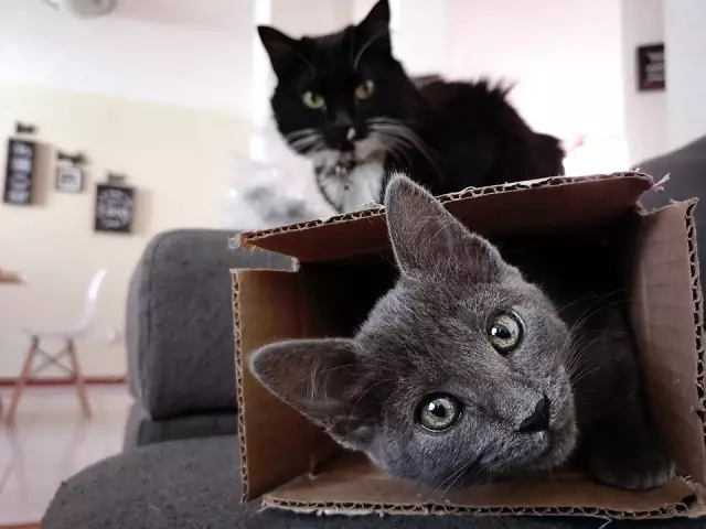 Почему кошки любят коробки?