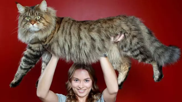 5 самых сумасшедших поножей кошек для этой весны