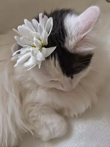 Cat Chic: Это платье для кошек Реко У нас есть Feline Fine