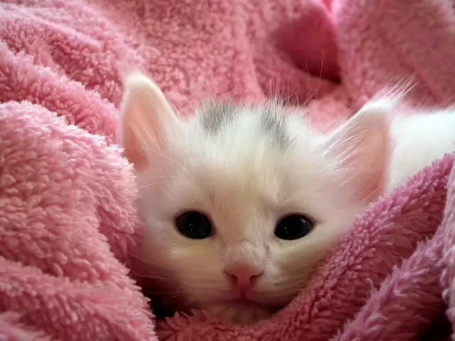 Эти куртки YRU Kitty CUTE