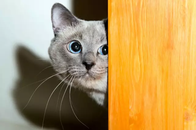 Ваша кошка смотрит на вас? Что это значит на языке кошек