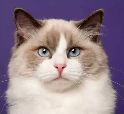 Ragdoll Cat - Все об этой очаровательной порода кошек