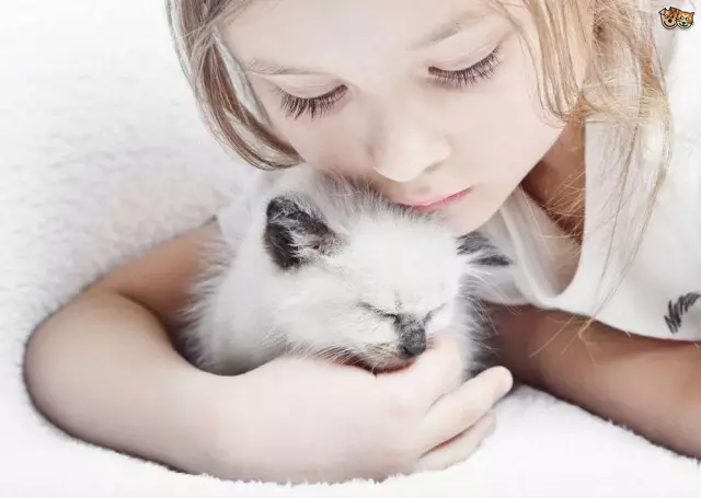 Аллергии кошек ?! OMG, перестаньте ныть и возьмите таблетку