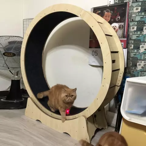 Рубашки с капюшоном с капюшоном Обложка You в Kitties - Minus the Fur