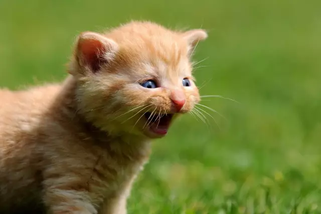 I Want It Meow: рубашки «Настоящие мужчины любят кошек» от RCTees