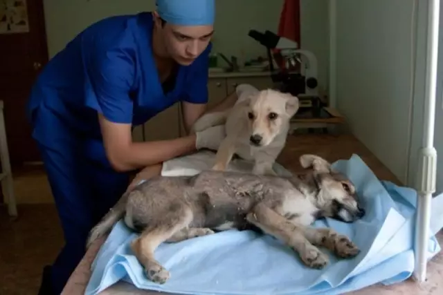 Что такое HGE (Геморрагический гастроэнтерит) у собак?