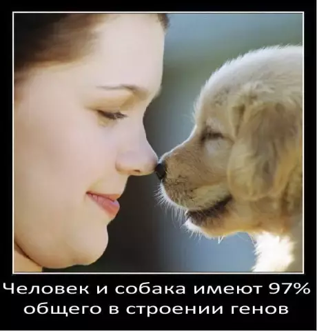 Факты о породе собаки такса