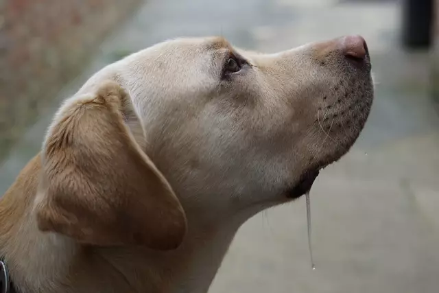 Dog Drooling - Является ли ваша собака нормальной или нет?