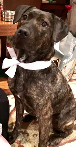 Brindle Dogs: встречают 5 пород с тигровыми пальто