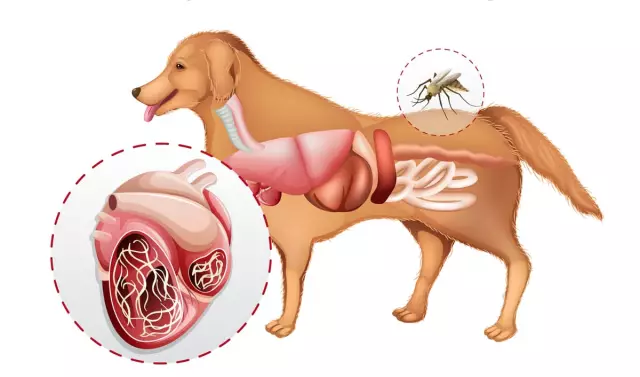 Heartworm in Dogs - Диагностика, лечение и профилактика