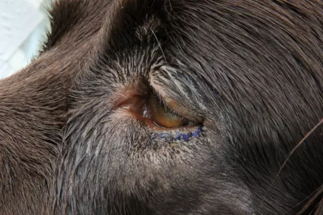 Entropion in Dogs - Знай значки и как их лечить