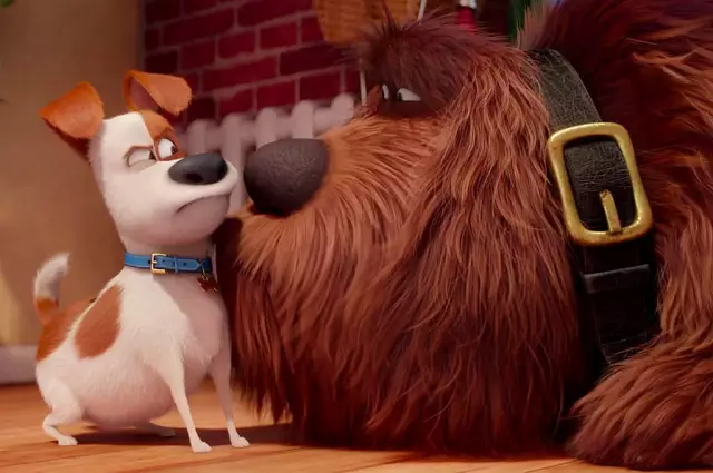 4 Звуки собак и что они означают