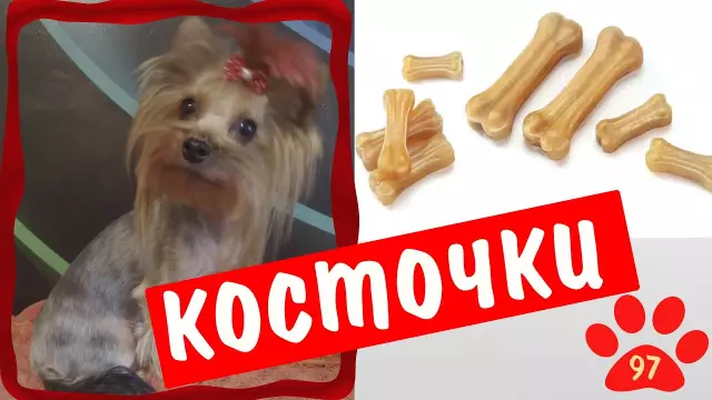 Съедобные праздничные подарки для собак и собак
