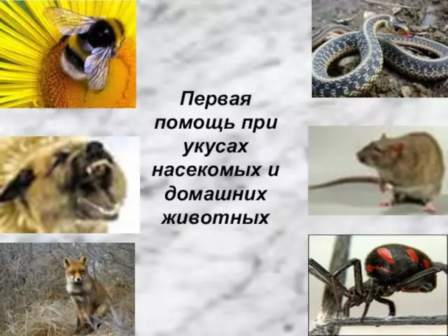 Доступная помощь для домашних животных: Где и как найти финансовую помощь для вашей собаки