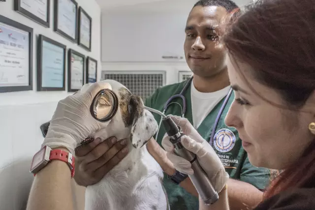 Нужна помощь с Vet Bills? 6 идей, которые любой может сделать