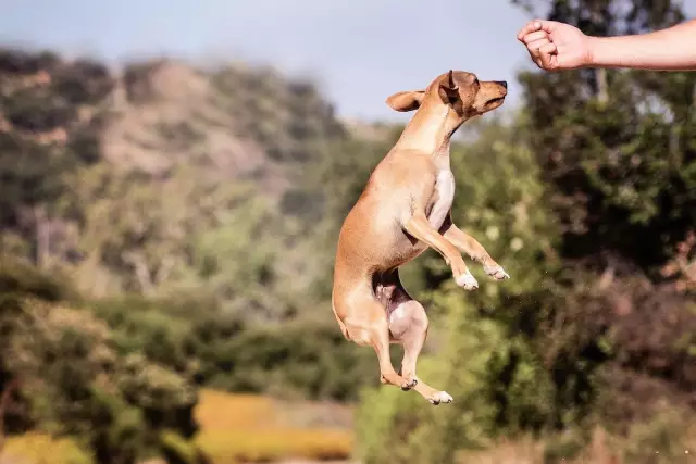 Редмонд Собака получает ванну на национальном телевидении