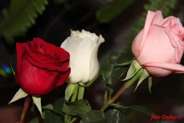 4 Советы по поиску хорошего друга для вашей собаки
